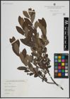 Foto von Salix atrocinerea Brot.